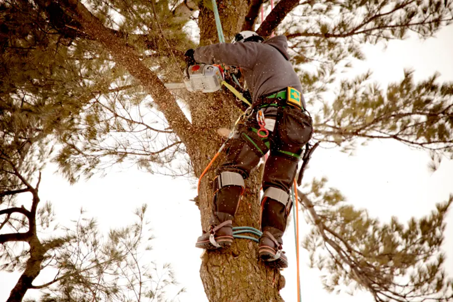 Tree Services